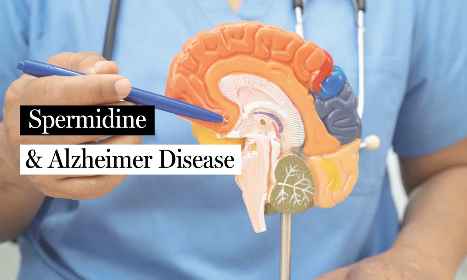 New Research Shows Spermidine Could Be a Promising Strategy for Alzheimer’s Disease